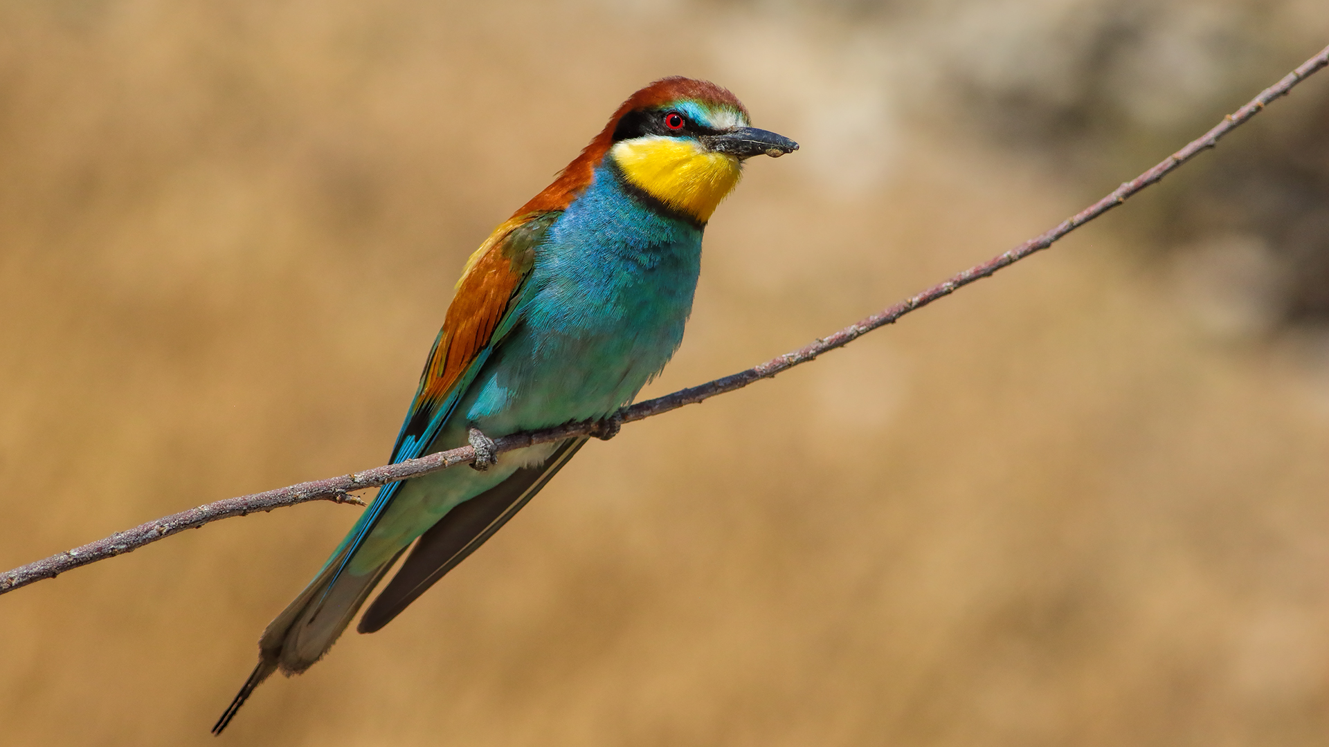 European Bee-eater